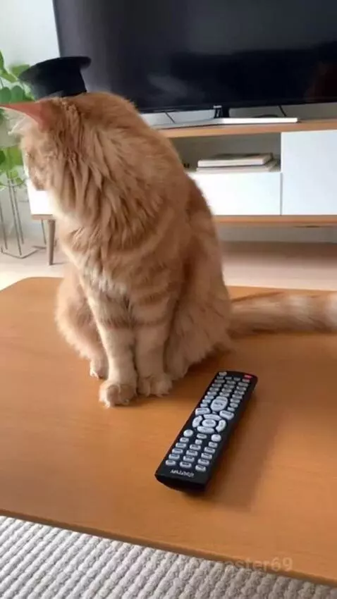 Orange cat wearing a police hat hissing and swatting at a human hand on a table.