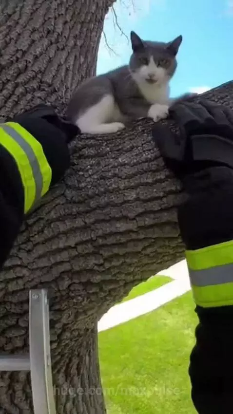 Firefighter in uniform on a ladder reaching for a grey and white cat stuck in a tree.