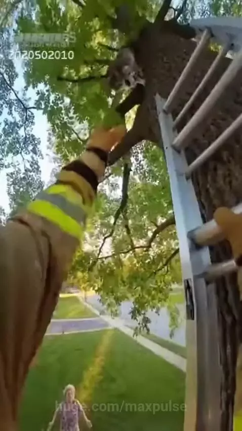 Firefighter in gear climbing a ladder to rescue a cat stuck in a tree.