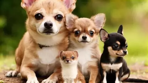 Mother chihuahua and two puppies sitting with a small weasel, the mother interacting with the weasel.