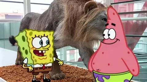 Spongebob and Patrick looking at a large, realistic Eurasian Cave Lion model in a museum exhibit.