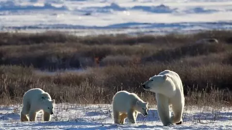 Mother polar bear walks with two cubs across a snow-covered landscape with sparse vegetation.