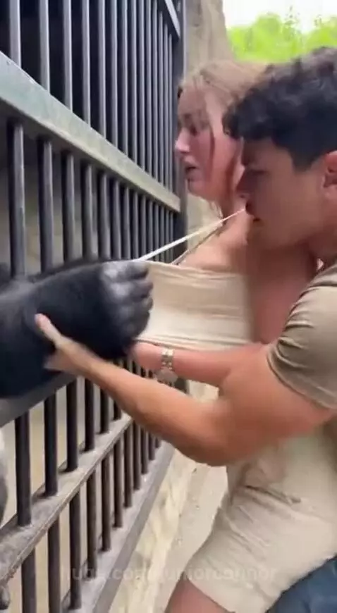 A gorilla's arm reaches through enclosure bars, pulling a woman's strapless top as a man tries to rescue her.