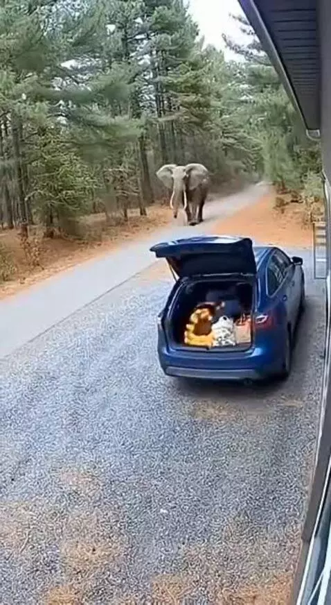 An elephant with large tusks is seen flipping a blue SUV on its side next to a gravel driveway.