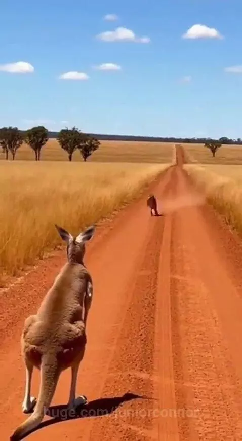 Kangaroo standing its ground and kicking a cheetah away on a dusty red road.