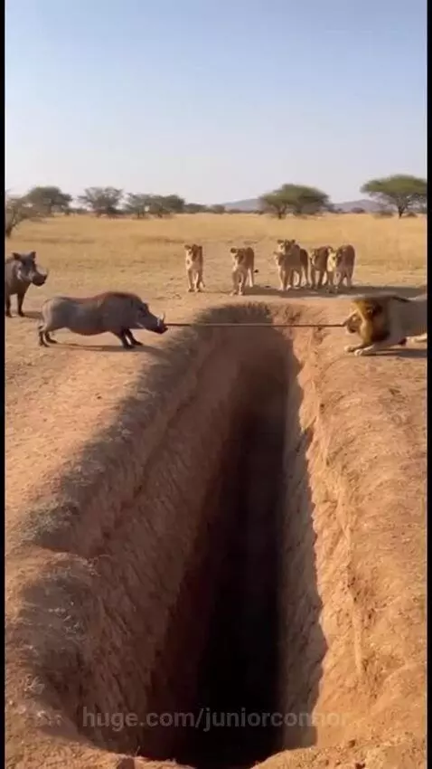 A warthog and a lion play tug-of-war with a rope over a deep trench, with the lion falling in.