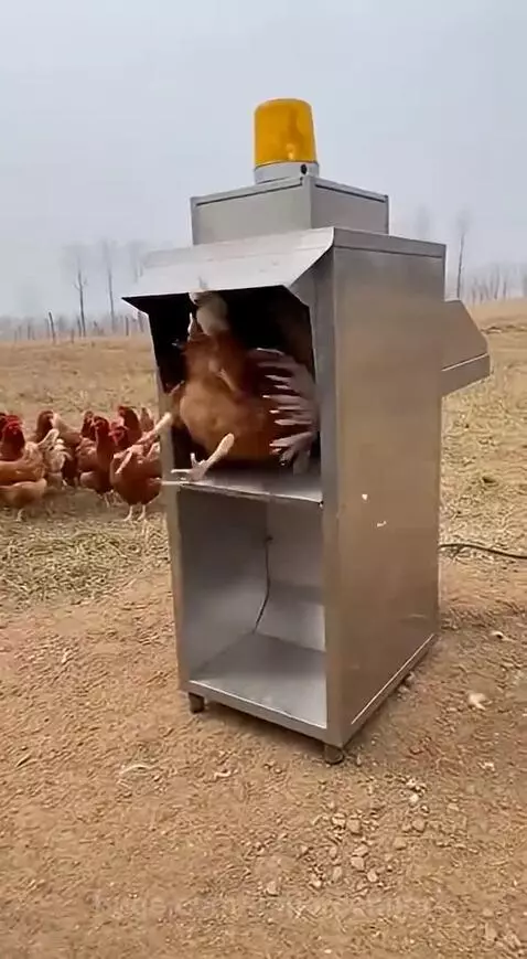 A brown chicken being processed by a stainless steel feather plucking machine, with feathers exploding outwards.