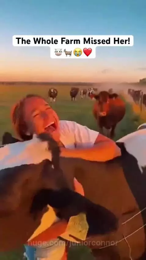 Young woman in a sunny field at sunset, hugging a cow and playing with goats.
