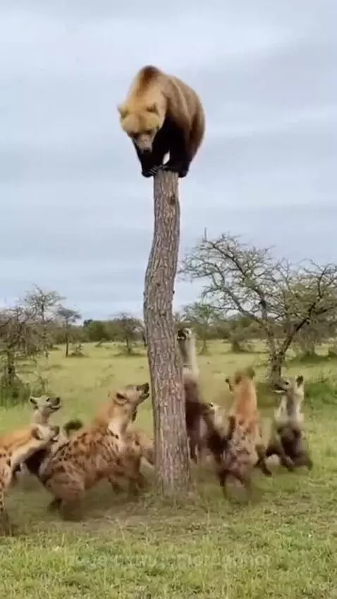 Brown bear stuck on top of a tall, thin tree trunk with hyenas jumping below in a savanna.
