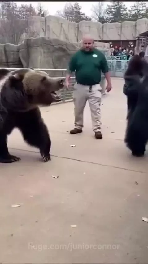 A person in a gorilla costume shoves a zookeeper, while a person in a bear costume watches.