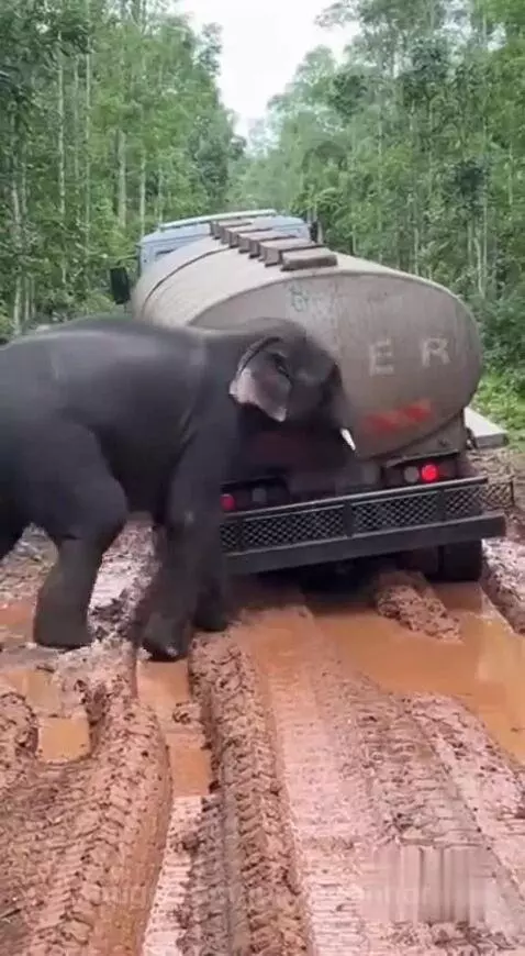 Elephant pushing a water tanker truck stuck in mud on a dirt road, with men cheering.