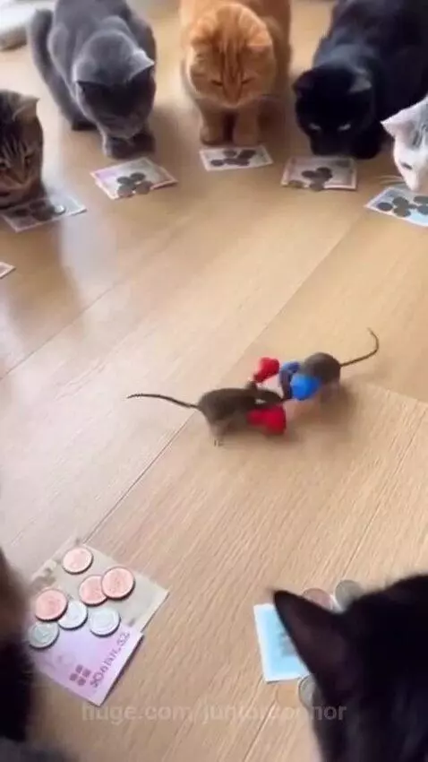 Cats focused on a wooden floor where two toy mice, one with red and one with blue boxing gloves, are engaged in a playful fight.