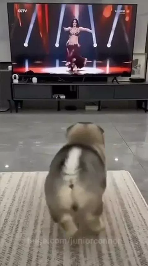 Fluffy grey and white dog watching a belly dancer on TV and wagging its tail.