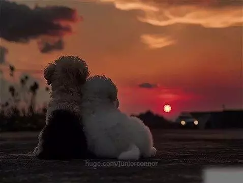 Two small puppies, one light brown and black, the other white, sit side-by-side watching a vibrant orange and red sunset.