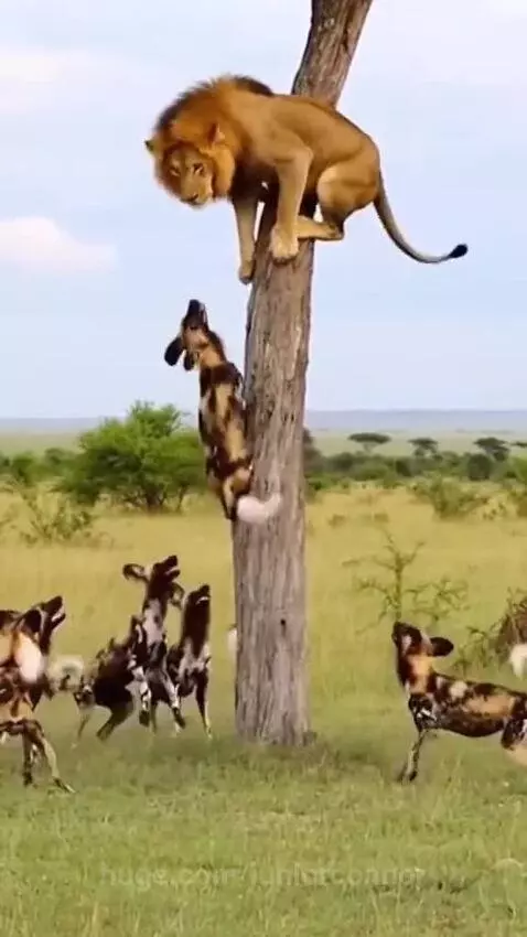 A male lion perched on a tree trunk, looking down at wild dogs gathered at the base.