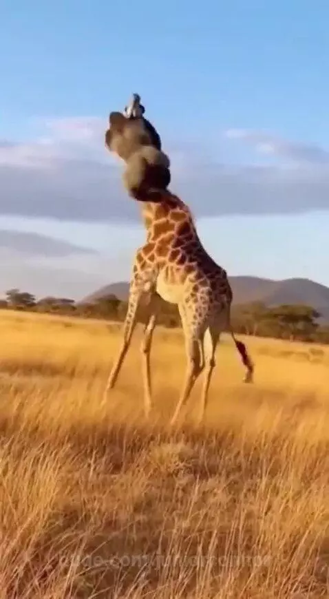 Giraffe kicking a dark ape-like figure in a dry, grassy field with mountains in the background.