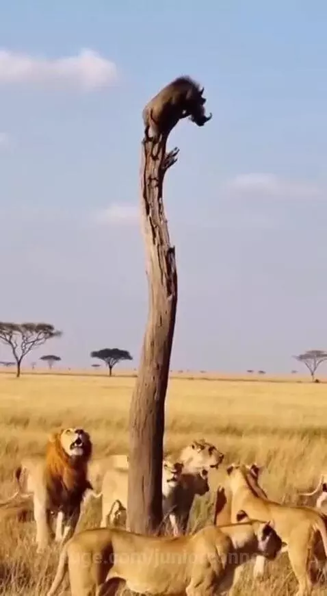 A warthog is perched precariously on a bare tree trunk, with a pride of lions gathered at the base looking up.
