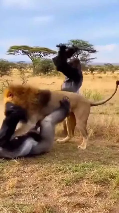 A gorilla holding a stick confronts a lion that is on top of another downed gorilla in a savanna.