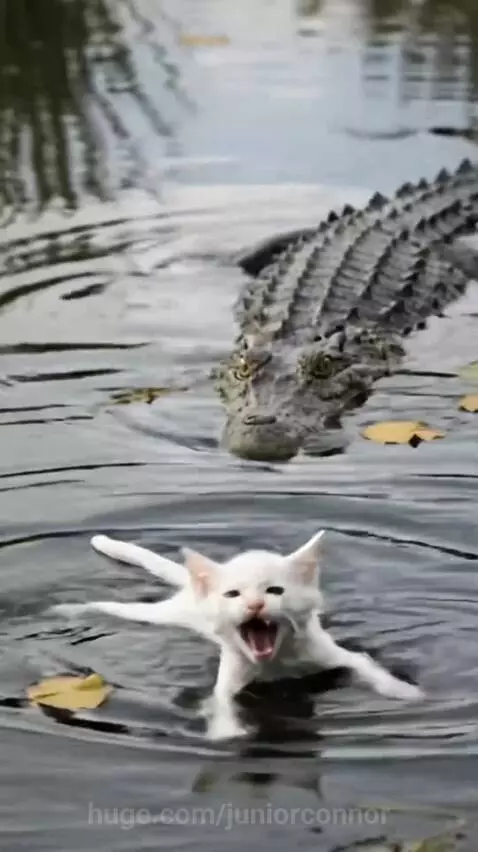 The crocodile 🐊 saved the cat by juniorconnor