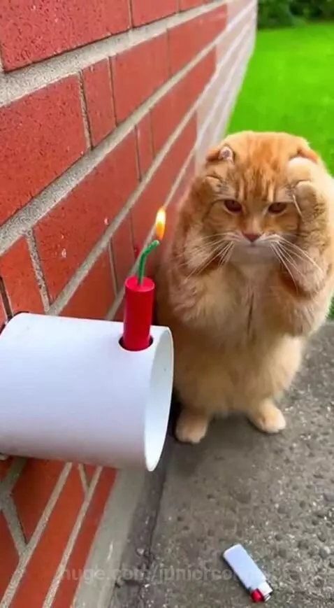Orange cat looking mischievous with confetti, black cat shocked after dropping phone in toilet.