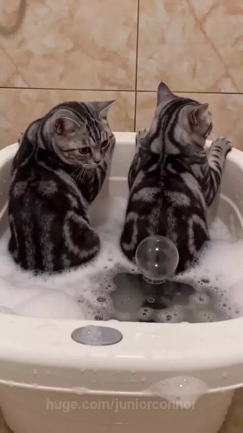 Two striped cats sitting in a white basin filled with bubbly water, one batting at a bubble.