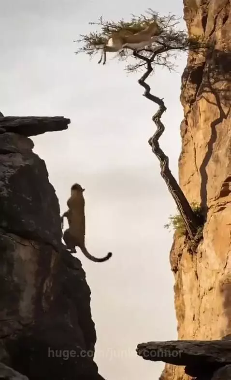 A leopard repeatedly misses its jump towards a gazelle standing on an opposite cliff.