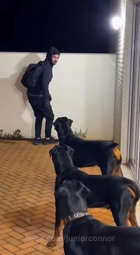 Man startled as he lands in a backyard at night, facing three aggressive Rottweiler dogs.