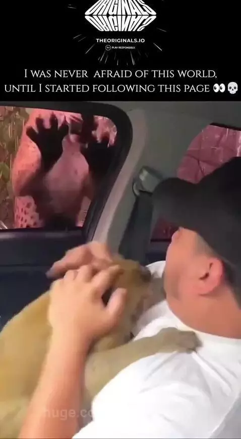 Man holding a distressed monkey in a car as a large, aggressive leopard-like creature roars and lunges at the window.