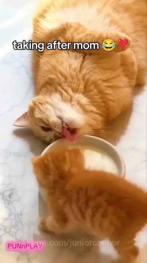 Orange kitten playfully tries to drink milk from a bowl, mimicking an adult cat.
