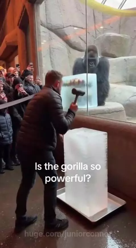 A gorilla smashes an ice block containing fruit with a single punch, surprising onlookers.