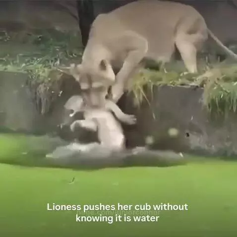Lioness carefully pulling her cub out of the water with her mouth.