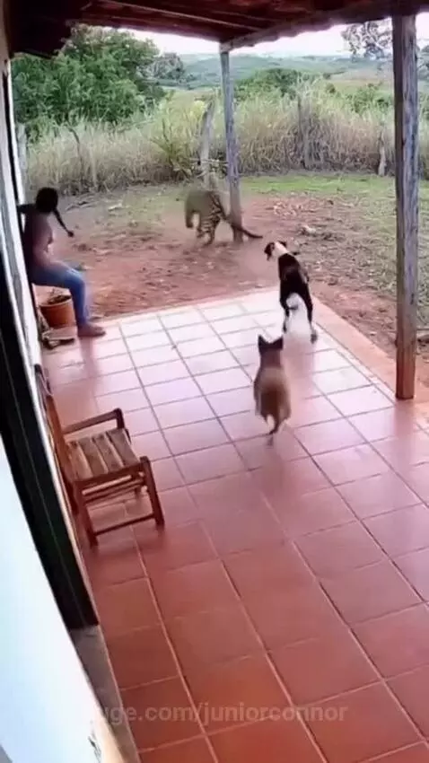 A person on a porch is attacked by a large wild cat, with two dogs rushing in to defend them.