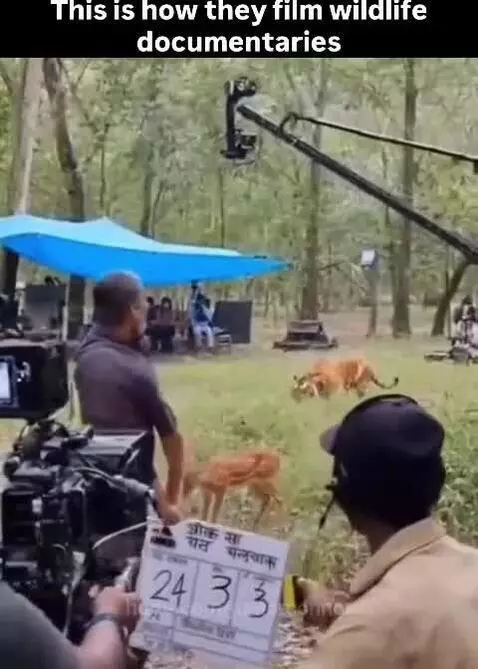 Film crew in a forest setting with cameras and a tiger interacting with a deer for a documentary shoot.