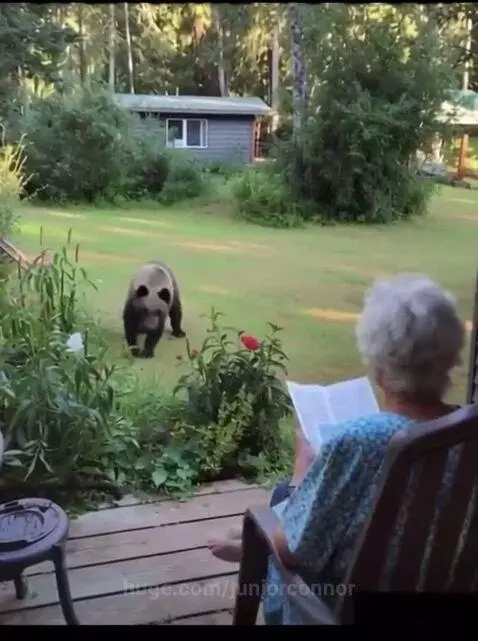 Elderly woman sitting on a porch reading a book as a brown bear approaches her.