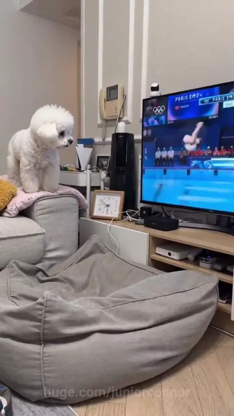 A fluffy white dog sits on a couch, watching a diving competition on TV, then jumps into a beanbag chair.