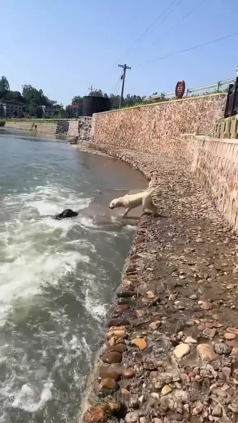 Two dogs swimming in a river, one helping the other near a stone embankment.