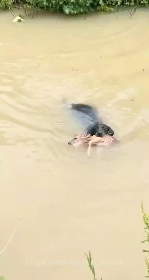 Black dog carrying a small fawn in its mouth, bringing it to safety on a riverbank.