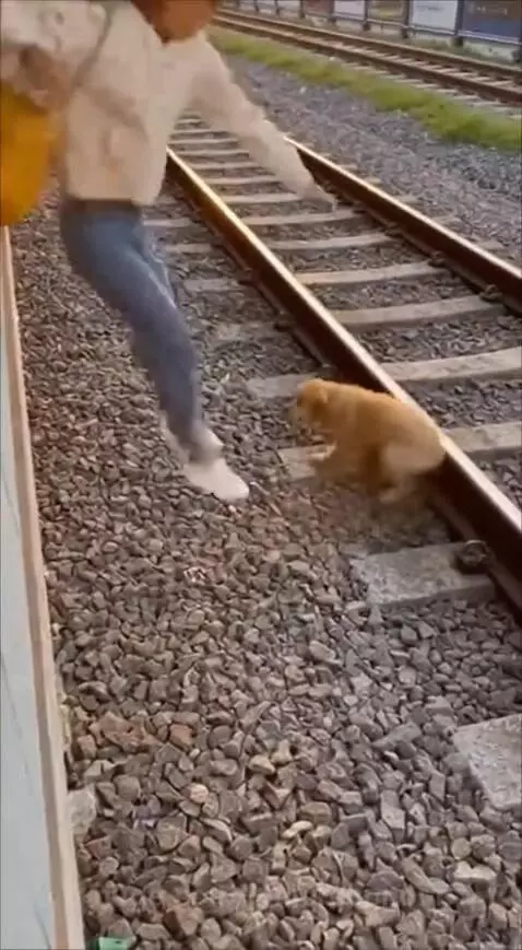Woman rescuing a golden retriever puppy from train tracks as a train approaches.