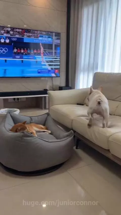 French bulldog jumps from couch onto a sleeping Shiba Inu in a dog bed.