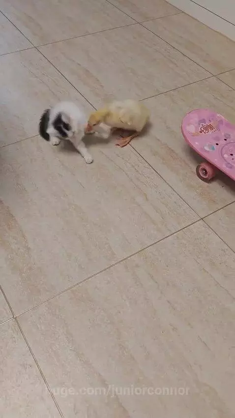 A small white and black kitten playfully batting at a yellow duckling on a tiled floor. A pink skateboard is in the background.