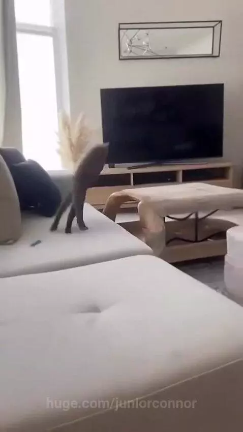 A cat sits calmly on a couch while a CGI dinosaur smashes through a TV and destroys a living room.