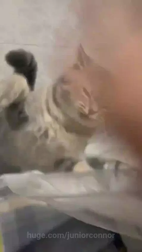 A light-colored striped cat playfully pounces and swats at a white blanket on a tiled floor.