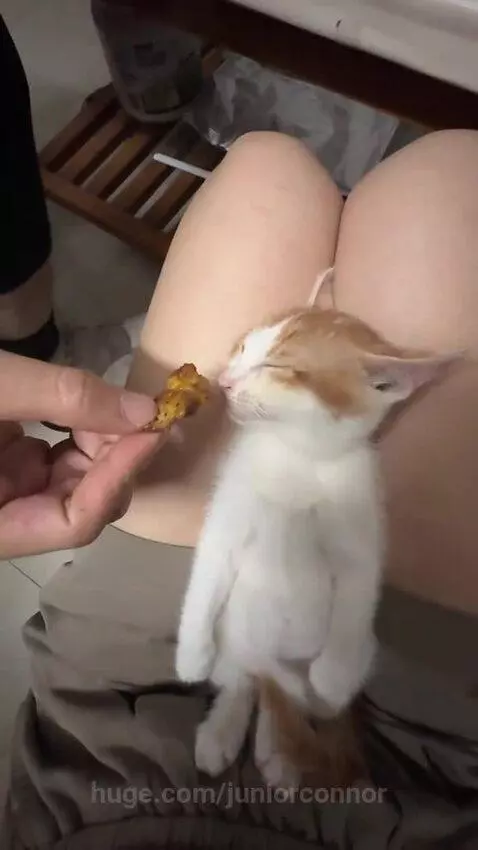 An orange and white kitten slowly opens its eyes and sniffs the air, looking curious after smelling food.