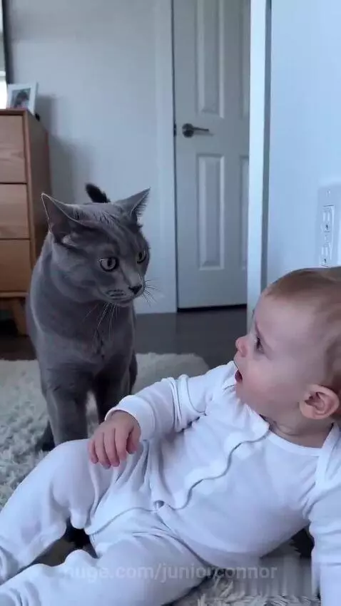 Grey cat gently nudging a baby away from an electrical outlet on a white wall.