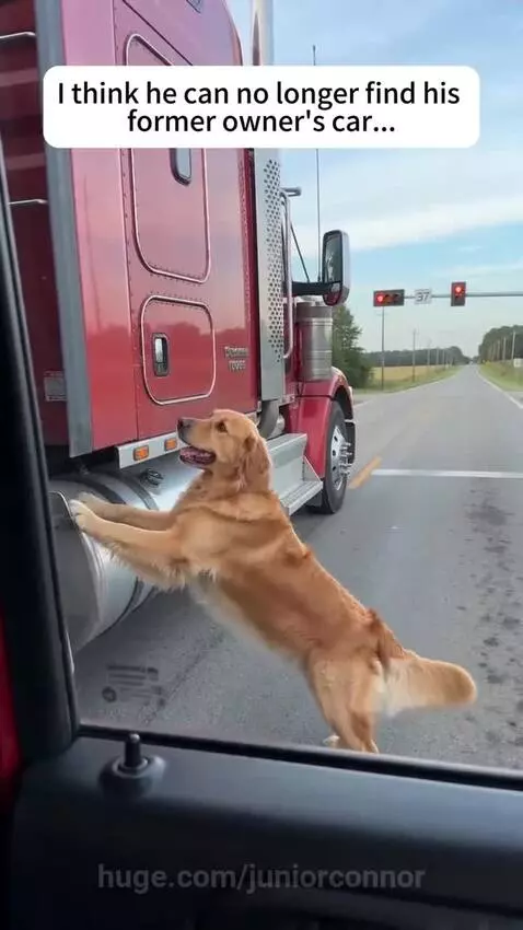 A sad-looking golden retriever sitting by the roadside, looking lost and helpless.