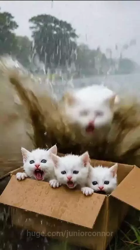 Mother cat shields kittens from rain in a box as a truck driver approaches to help.