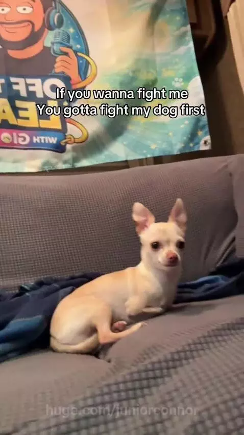 A man with a beard speaks to the camera, with a small chihuahua dog sitting calmly on a couch in the background.