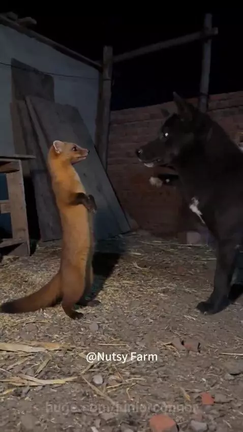 A marten is attacked by a dog, cat, and goose at night. The dog and cat later rest together.