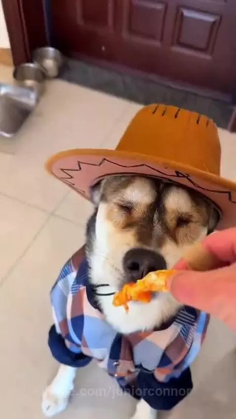A dog wearing a cowboy hat and plaid shirt sits at a table, being fed food and closing its eyes in contentment.