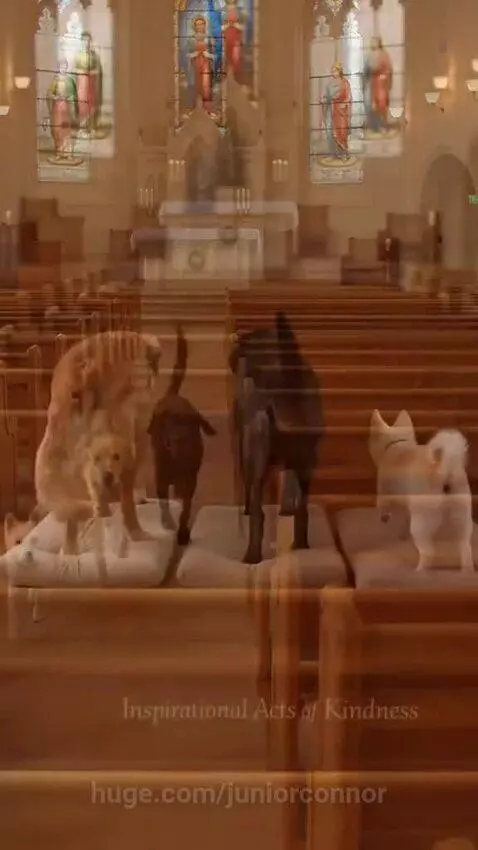 Three dogs, a white terrier, golden retriever, and black lab, sitting calmly on cushions in a church pew.